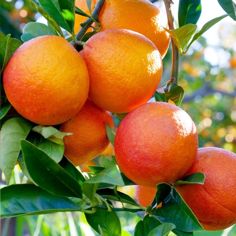 Blood Orange Tree 1/2 Gallon Pot Grafted Sinensis Moro Citrus sinensis Florida Shipping