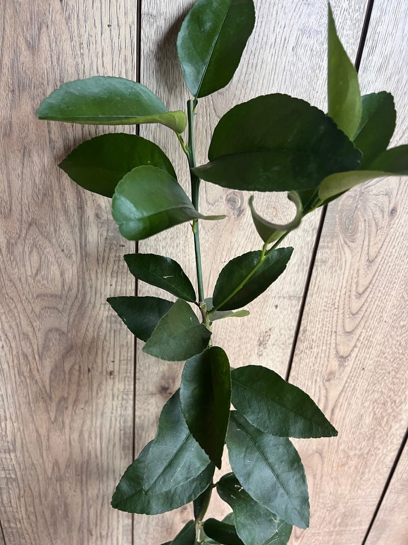 Blood Orange Tree Grafted Sinensis Moro 1/2-Gallon Pot Florida Shipping