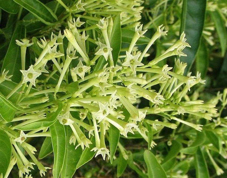 Night Blooming Jasmine Plant in 4" Pot, Fragrant White-Yellow Flowers, Indoor Outdoor Cestrum nocturnum