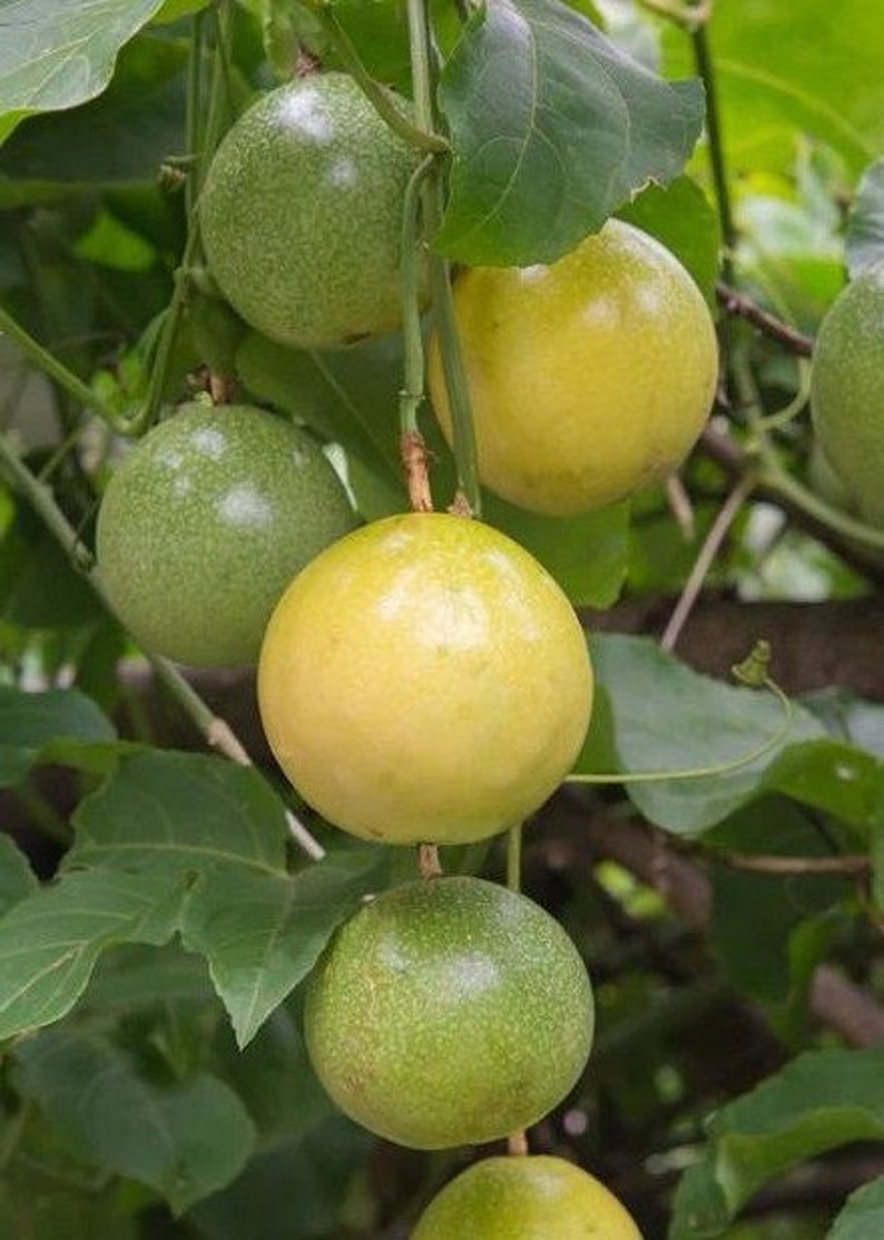 Panama Red Passion Fruit Plant - Passiflora edulis - Half Gallon Pot