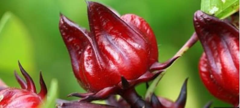 Organic Red Roselle Hibiscus Live Plant in Pot - Jamaican Sorrel (Hibiscus sabdariffa) - Fast Growing, Green Plant