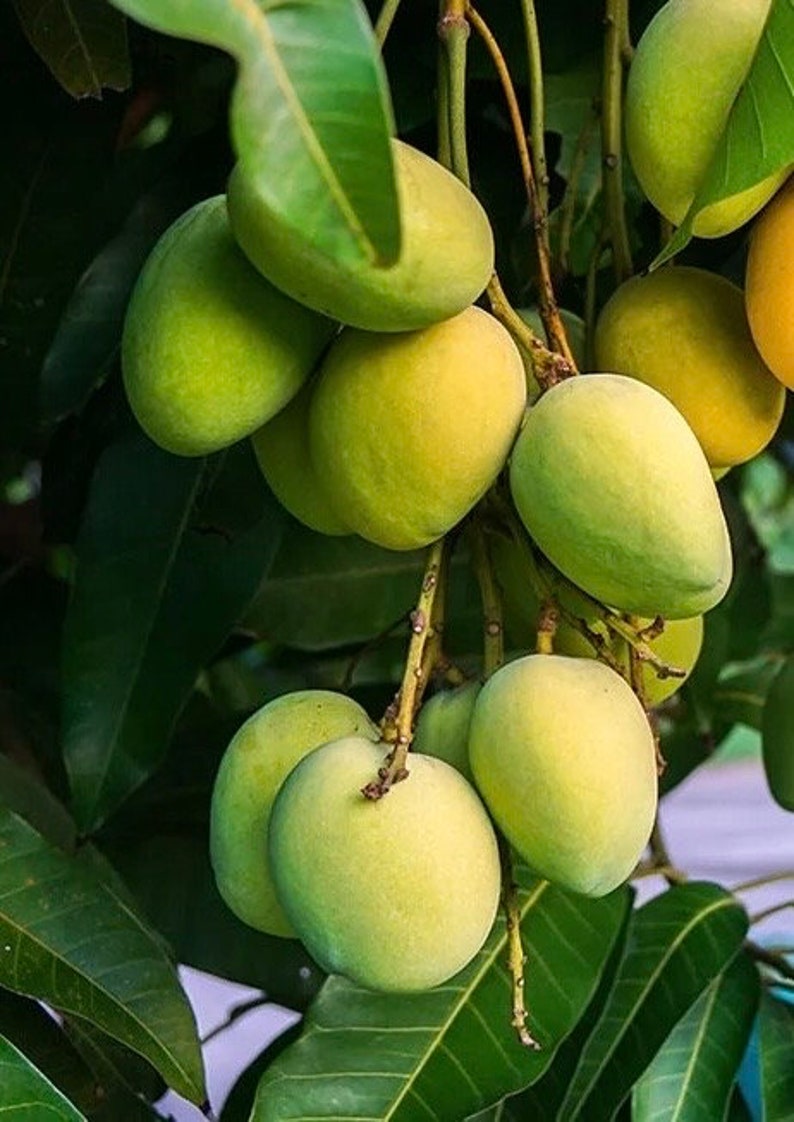 Grafted Kesar Mango Tree in 3-Gallon Pot - Tropical Fruit Plant - Mangifera indica for Home Garden & Patio