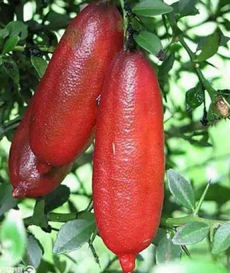 Red Finger Lime Tree - Grafted Microcitrus australasica in 1/2 Gallon Pot | Florida Shipping