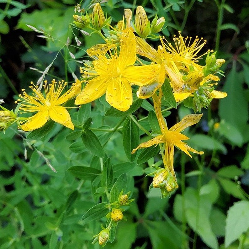 St. John's Wort Cuttings - 5 Perennial Herb Clippings for Propagation