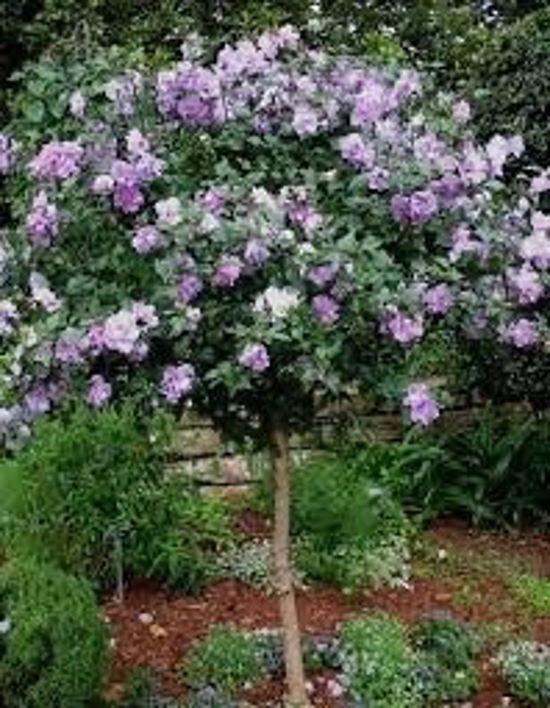 Minerva Rose of Sharon Plant Quart Pot Hibiscus syriacus Flowering Shrub for USDA Zones 6-9, Drought-Tolerant Garden Plant