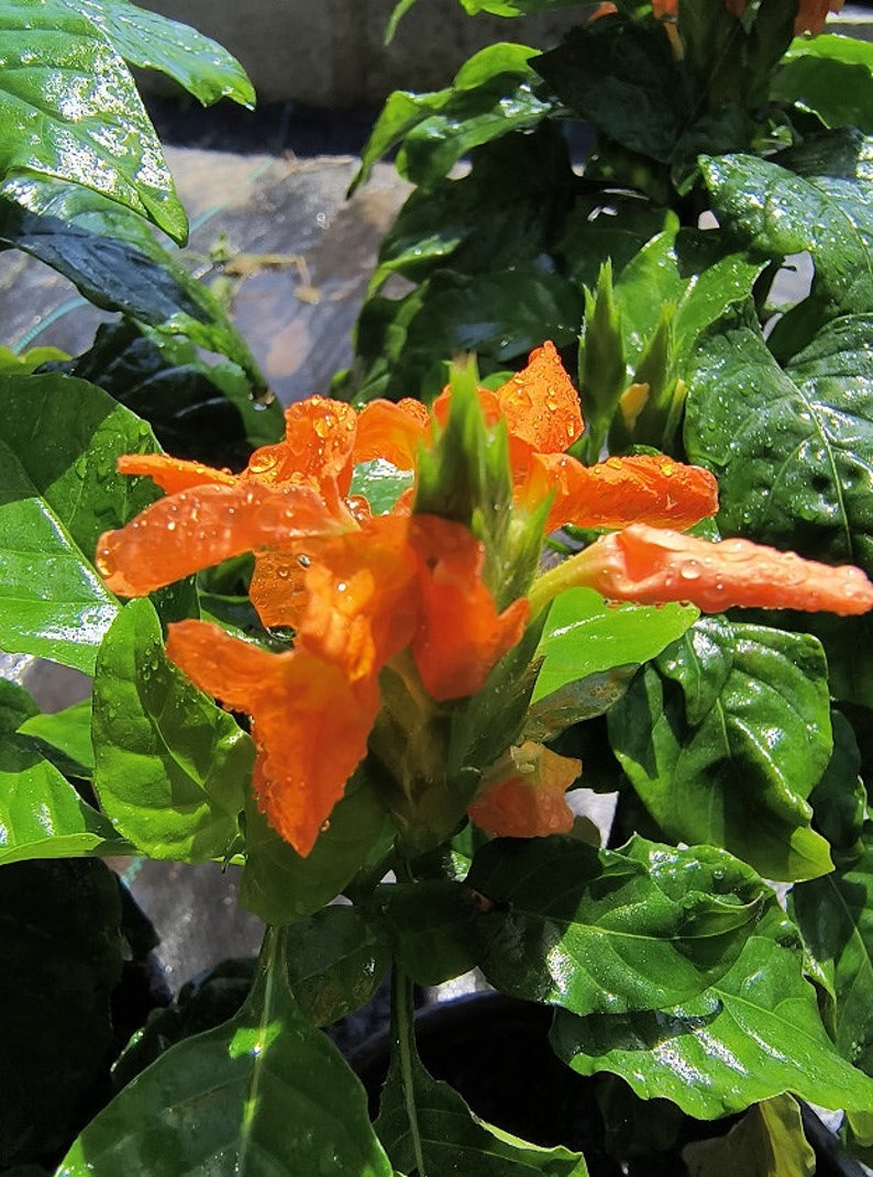Crossandra Orange Live Plant in Half-Gallon Pot, FireCracker/Kanakambaram, 12-16 Inch, Tropical Flowering Plant