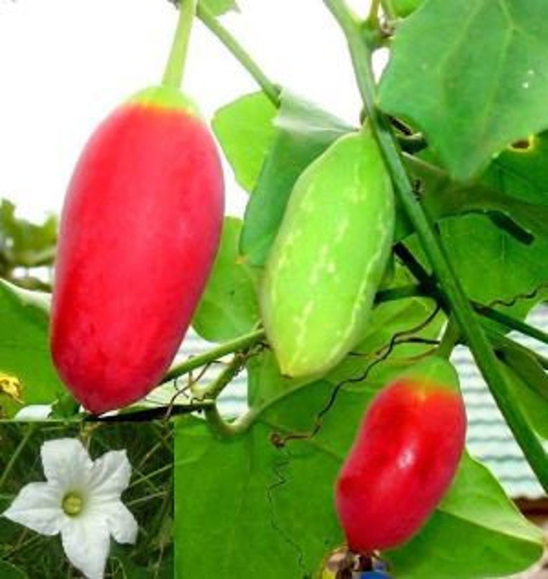 Organic Tindora Live Plant in Half Gallon Pot, Ivy Scarlet Gourd, Kowai Fruit, Fast-Growing Vine, Easy Care, Coccinia grandis