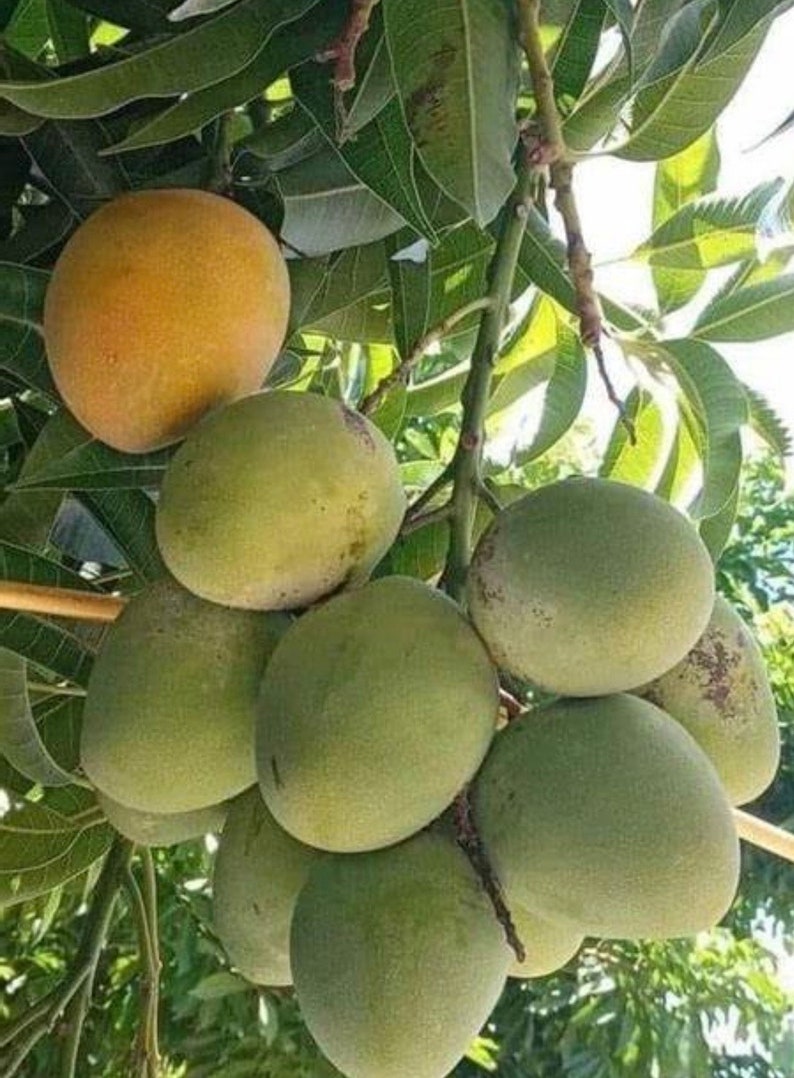 Fruit Punch Mango Tree Grafted 3 Gallon Pot - Sweet Hybrid Mango Mangifera indica