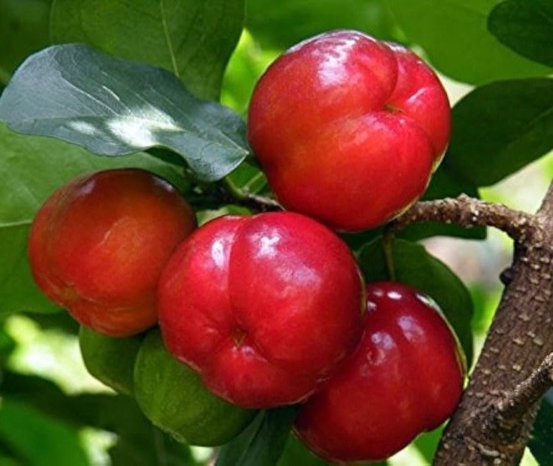 Acerola Cherry Plant 4" Pot - Barbados Cherry, Malpighia emarginata, Vitamin C Rich Fruit