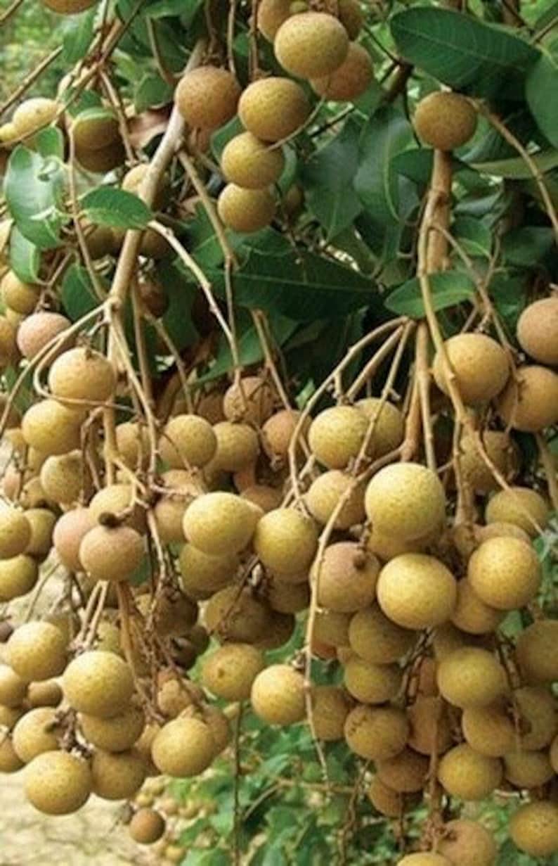 Kohala Longan Tree in 10" Pot - Sweet Butterscotch Fruit, Dimocarpus longan