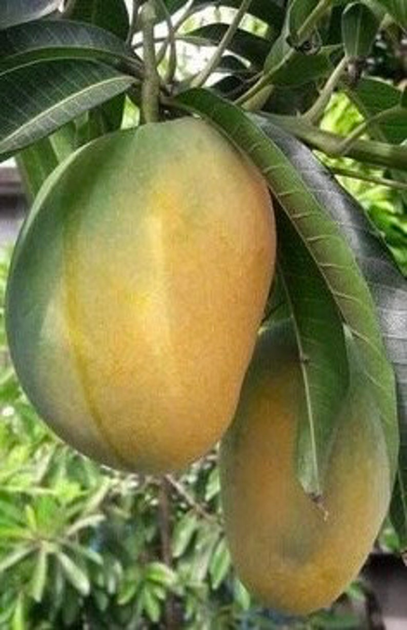 Manila Mango Tree in 10" Pot, Grafted Ataulfo Mango, Tropical Fruit Tree, Mangifera indica, Sweet and Aromatic