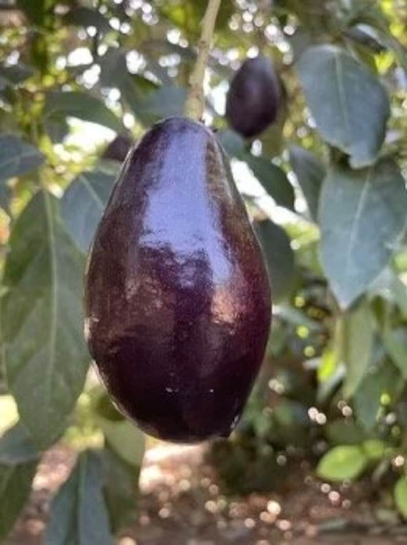 Mexicola Grande Avocado Tree Grafted in 3-Gallon Pot, Cold Hardy, Edible Leaves, Persea americana