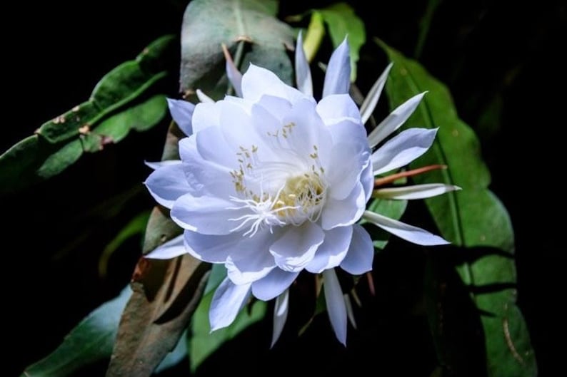 Night Blooming Cactus 4" Pot - Epiphyllum oxypetalum, Queen of the Night Orchid