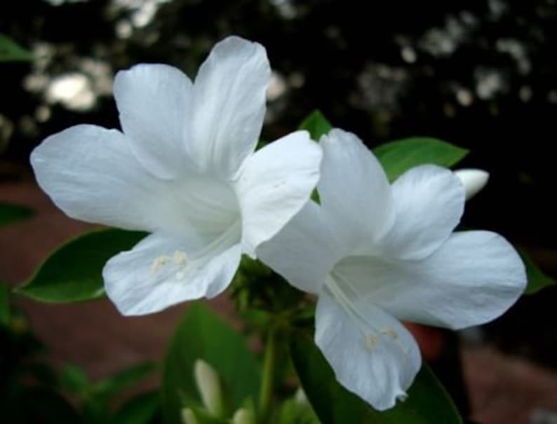 Barleria cristata Live Plant – Philippine Violet with White Flowers, 6-10 Inch Bushy Shrub in Half-Gallon Pot