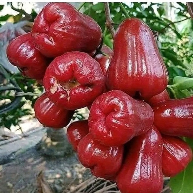 Red Wax Apple Plant 3 Gallon Air Layered Syzygium samarangense Tropical Fruit Tree