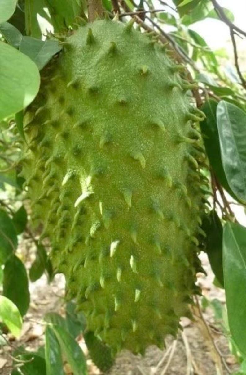Soursop Tree 3 Gallon Pot Guanabana Annona Muricata Tropical Fruit Plant