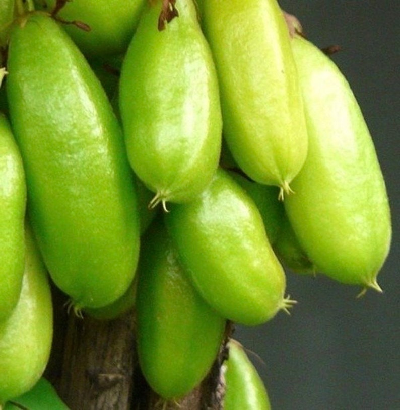 Bilimbi Plant in 10" Pot, Averrhoa bilimbi, Exotic Tropical Fruit Tree for Home Garden & Container Growing