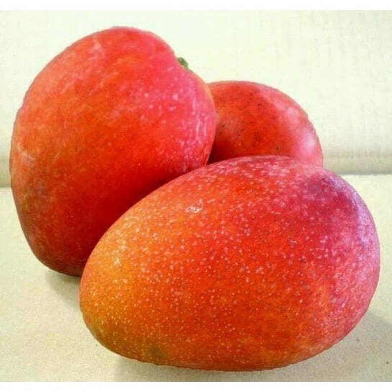 Jakarta Mango Tree in 3 Gallon Pot - Grafted Tropical Fruit Tree Mangifera indica
