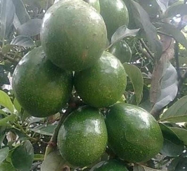 Marcus Pumpkin Avocado Tree 3 Gallon Cold Hardy Grafted Persea americana