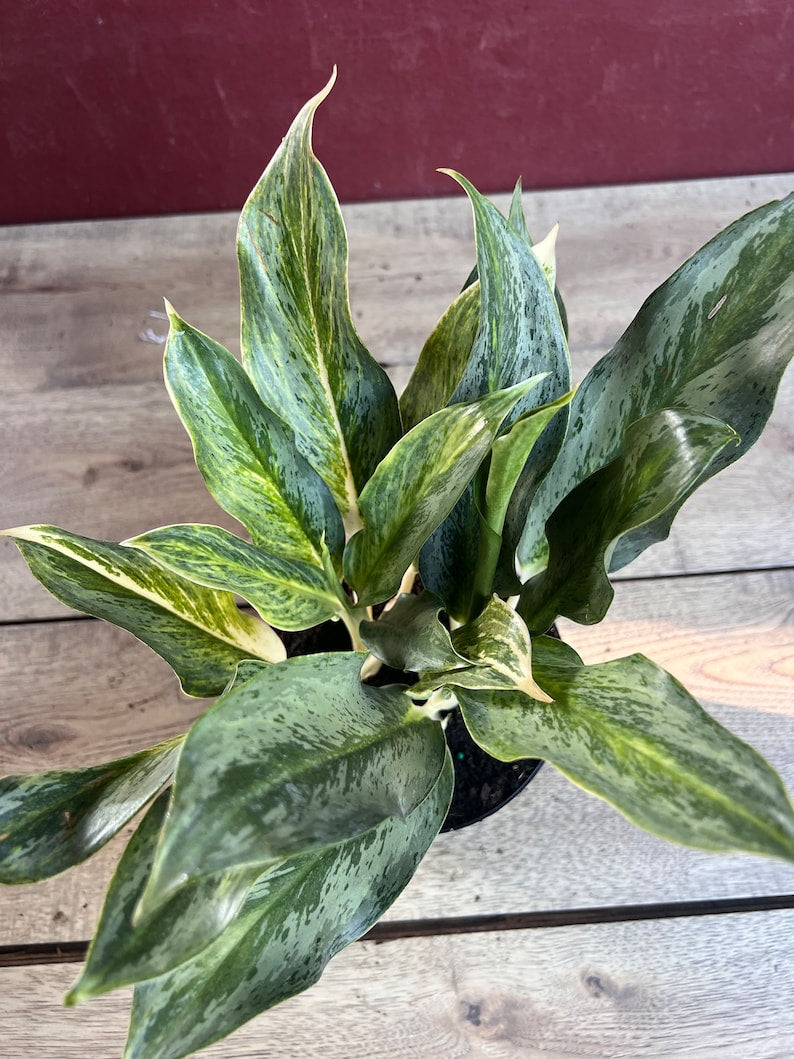 Aglaonema Koh Sumai 6" Pot - Rare Thai Green & Silver Indoor Plant