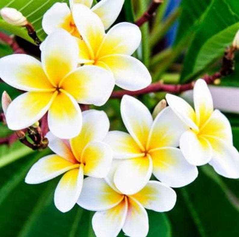 Live Potted Plumeria Plant in 4-Inch White and Yellow Mix | Well-Rooted Tropical Fragrant Flowering Plant