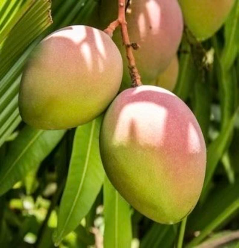 Karen Michelle Mango Tree - Grafted Mangifera indica in 3 Gallon Pot