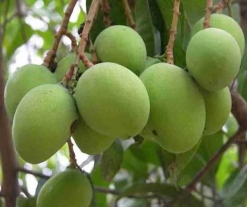 Triple Sec Mango Tree in 3 Gallon Pot - Mangifera indica - Sweet Juicy Tropical Fruit