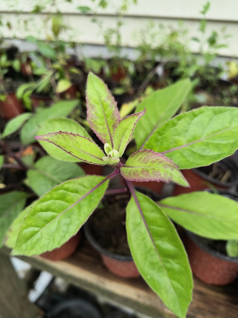 Organic Longevity Spinach Plant - 8-12 Inch Well Rooted Live Plant in 4 Inch Pot - Gynura crepidioides