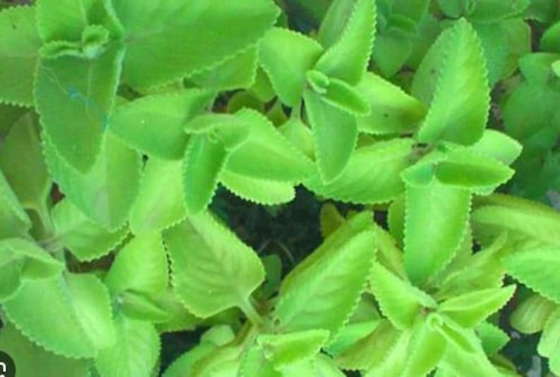 Organic Live Herb Plant - 8-12 Inch Spanish Thyme, Ajwain, Oregano, Broad Leaf Thyme in Pot