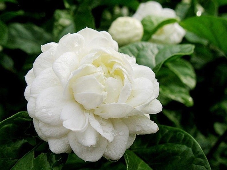 Jasmine Grand Duke of Tuscany Plant in 10" Pot - Fragrant Jasminum sambac