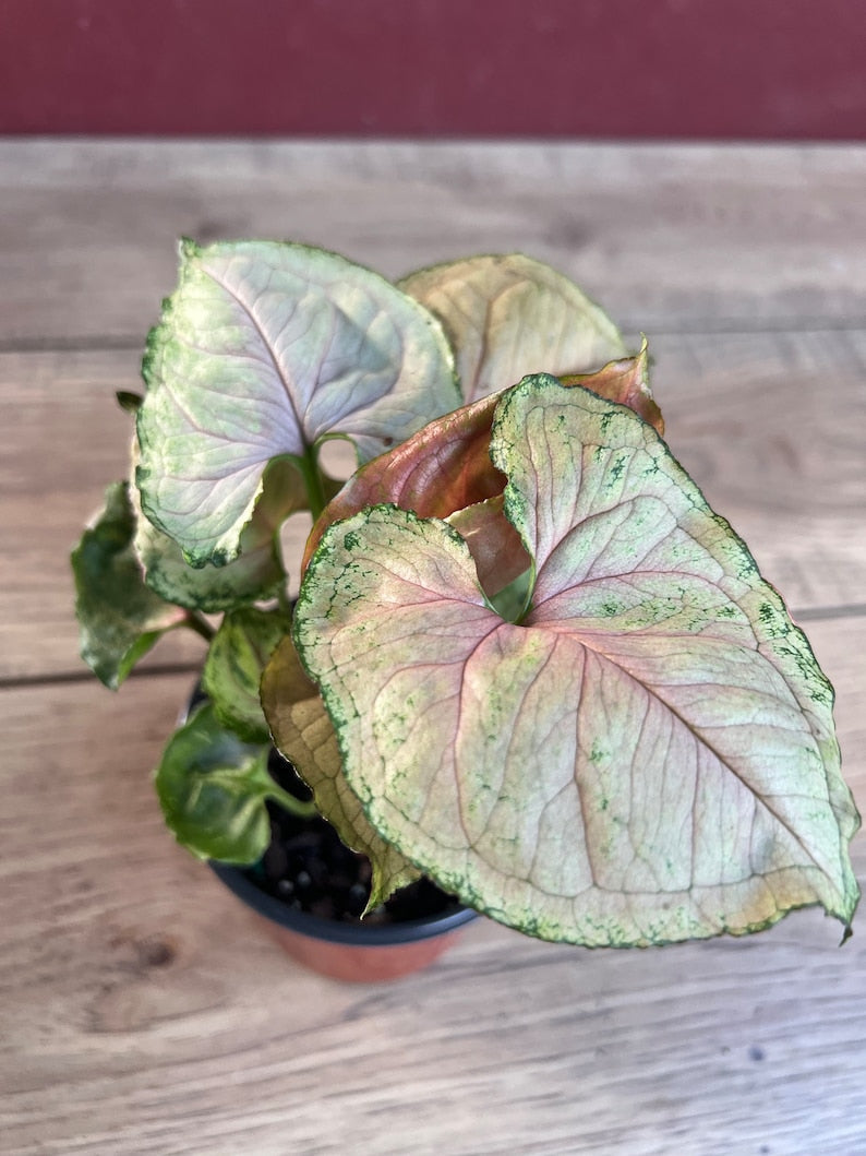 Syngonium Strawberry Ice Plant in 4" Pot | Variegated Indoor Climbing or Trailing Houseplant