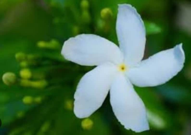 Half Gallon Potted Pinwheel Flower & Crepe Jasmine Live Plant - Butterfly Attracting, Fragrant, Compact, Zone 9-11