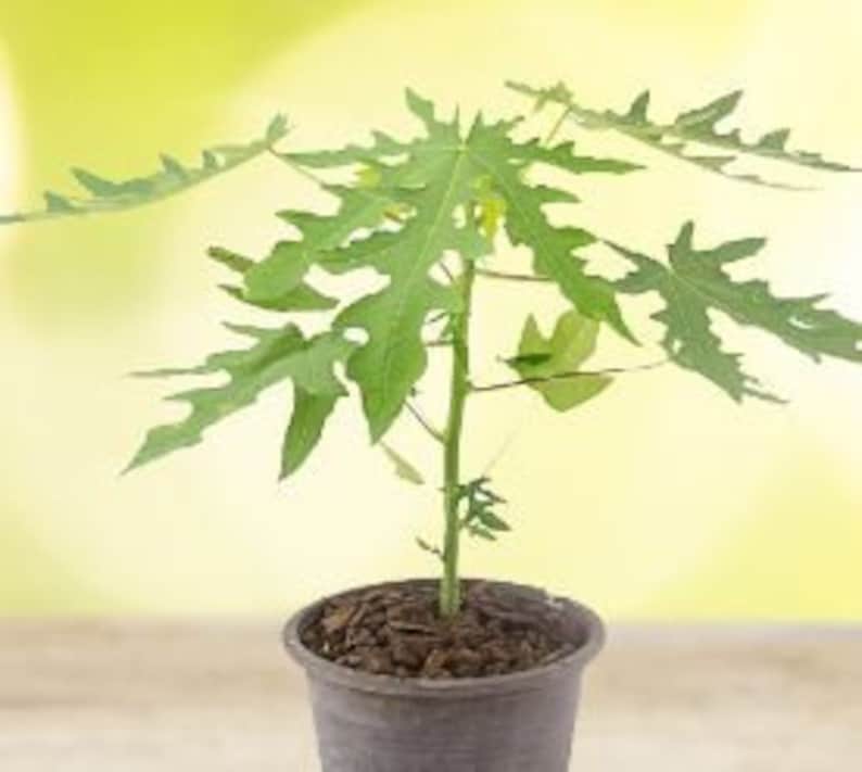 Organic Papaya Live Plant in Half Gallon Pot - Carica papaya Container Garden Plant