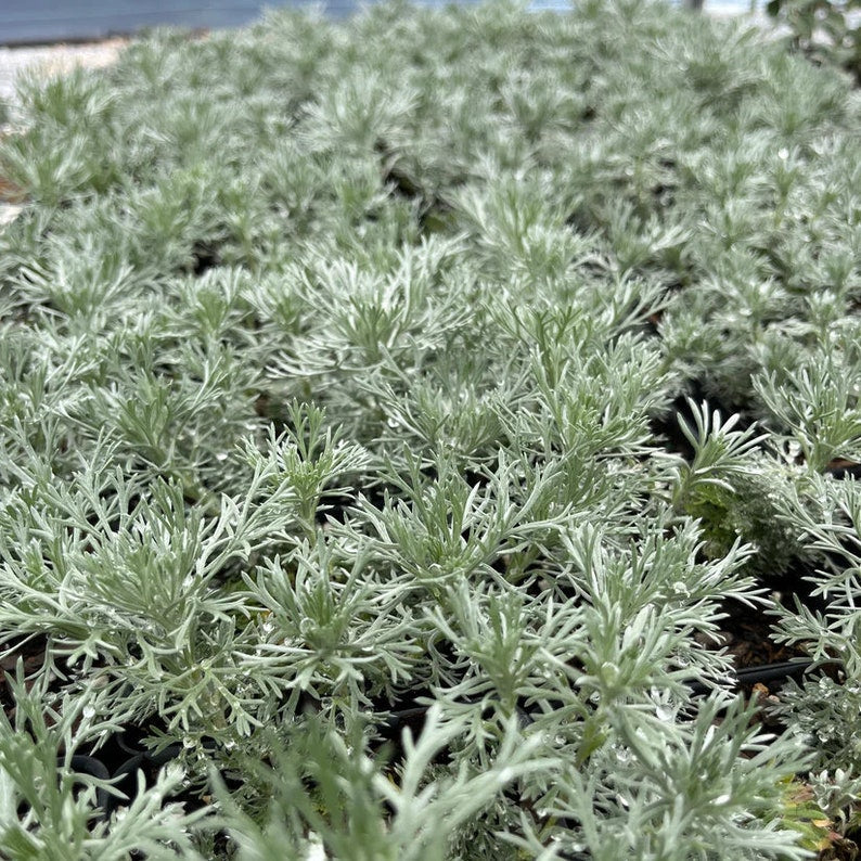 Wormwood Plant Live 3.5" Pot Artemisia schmidtiana Silver Mound Full Sun Zones 3-8