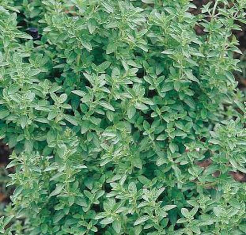 Organic Live Maruga Sweet Marjoram Plant in Pot | Culinary Herb, Oregano Flavor, 4-8 Inches Tall, Organic Origanum majorana