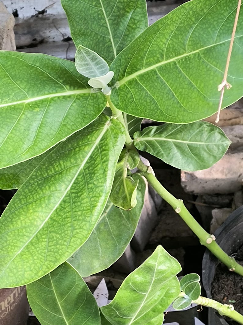 Giant Milkweed Live Plant in Half-Gallon Pot, Asclepias calotropis Gigantea, Lavender Flowers, Fast Growing Shrub