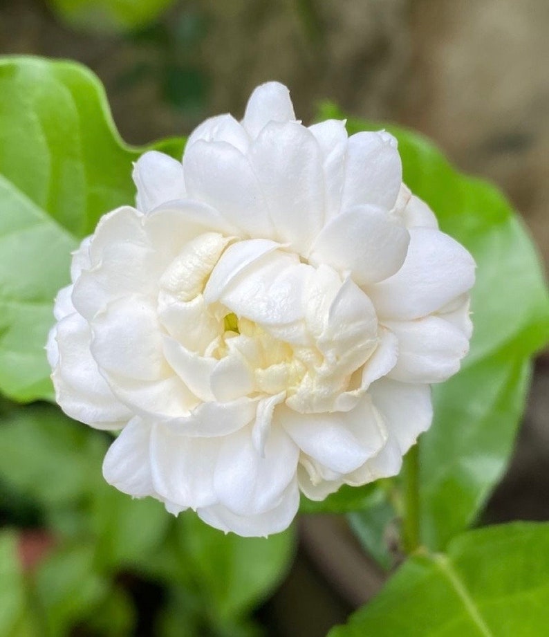 Jasmine Plant Grand Duke of Tuscany in 6" Pot - Fragrant White Flowers