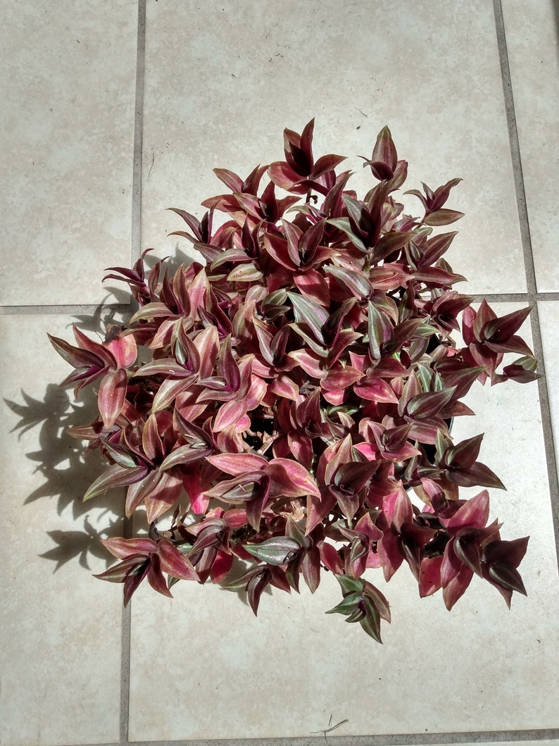 Mini Tradescantia Zebrina - 2 Rooted Plants + 1 Free Cutting - Easy Care Houseplant