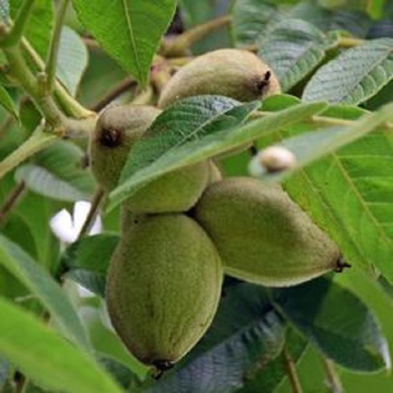 Large Paper Shell Pecan Tree Carya illinoinensis for Garden, Shade Pots, Up to 4 ft Tall