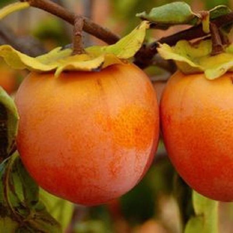 Persimmon Tree Seedling Up to 2 ft Tall - Prok, American, Fuyu - Diospyros kaki