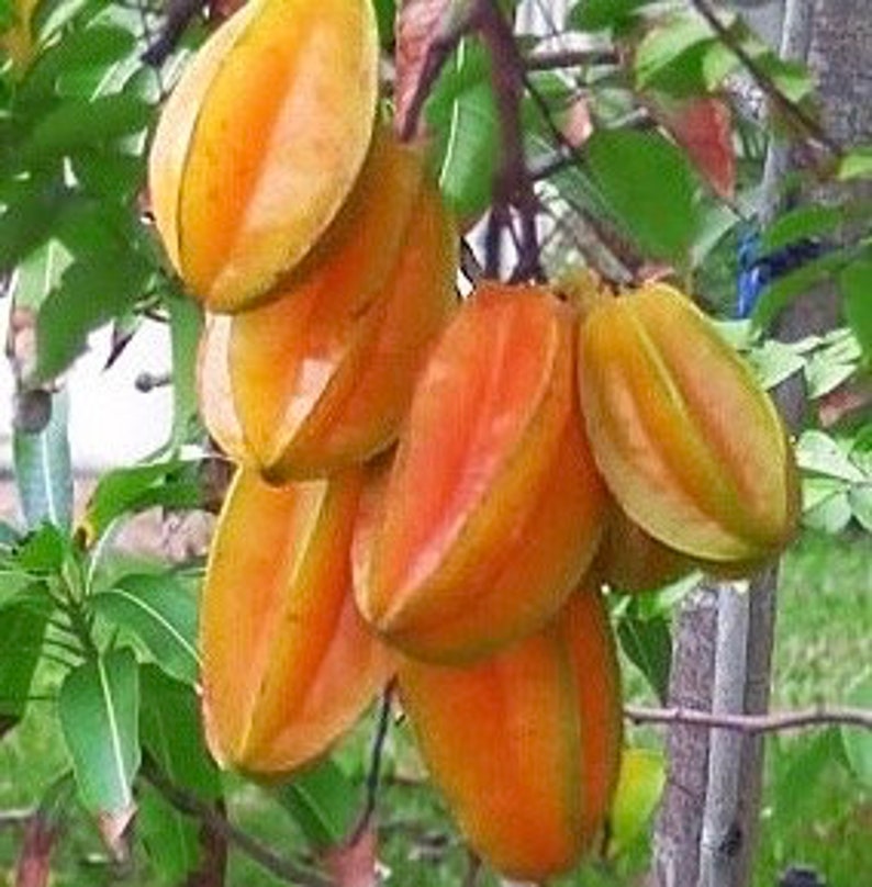 Star Fruit Tree Grafted 3 Gallon Kari Averrhoa Carambola Sweet Yellow Fruit for Containers and Northern Zones
