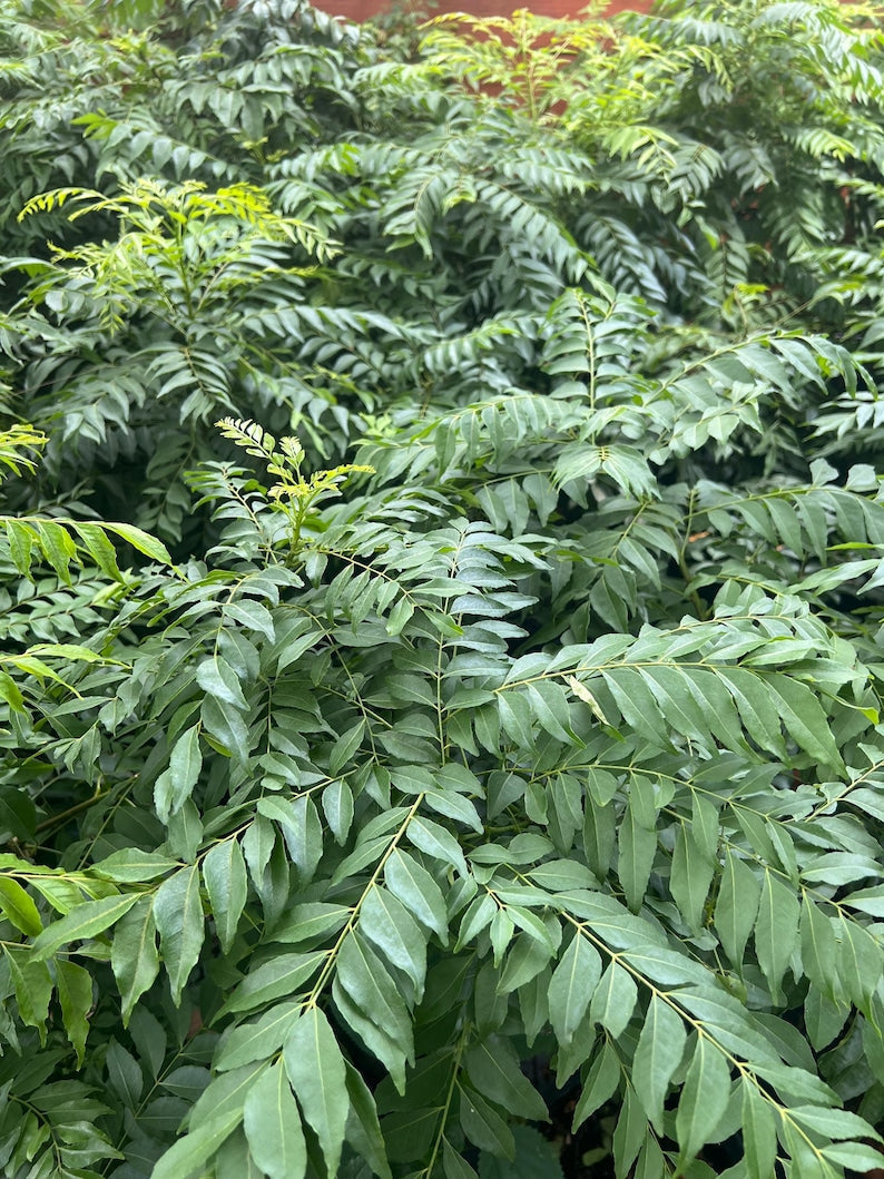 Curry Leaf Plant in 4" Pot - Murraya Koenigii Aromatic Culinary Herb
