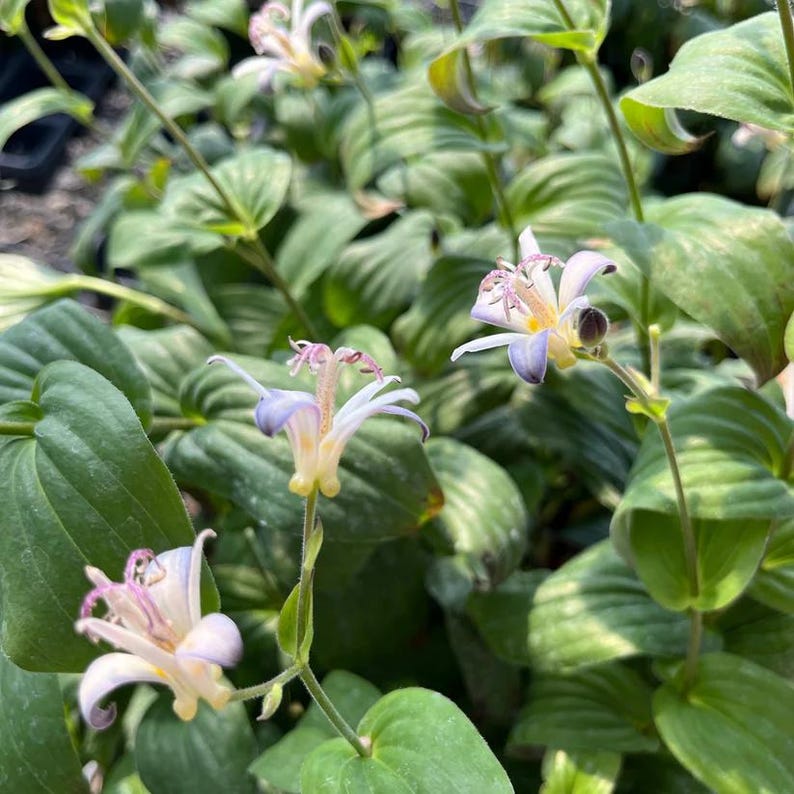 Tojen Toadlily Live Plant 4" Pot - Tricyrtis formosa, Shade Garden Perennial, Japan Hybrid, Liliaceae