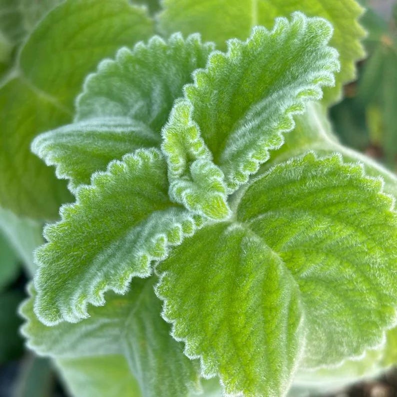 Live Plant in 4" Pot - Australian Lemon Leaf 'Mt. Carbine' (Plectranthus bellus) - Lamiaceae, Full Sun to Part Shade