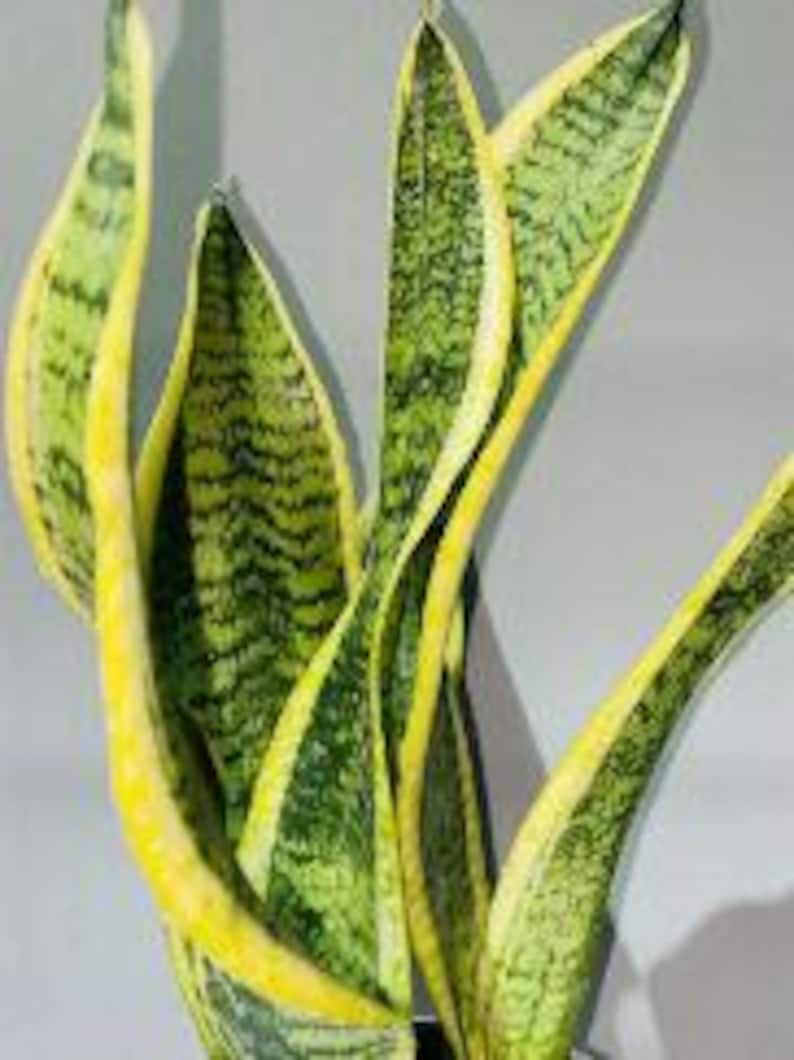 Indoor Snake Plant in 6-Inch Pot | Sansevieria Trifasciata | Air Purifying Houseplant | Low Maintenance Indoor Plant
