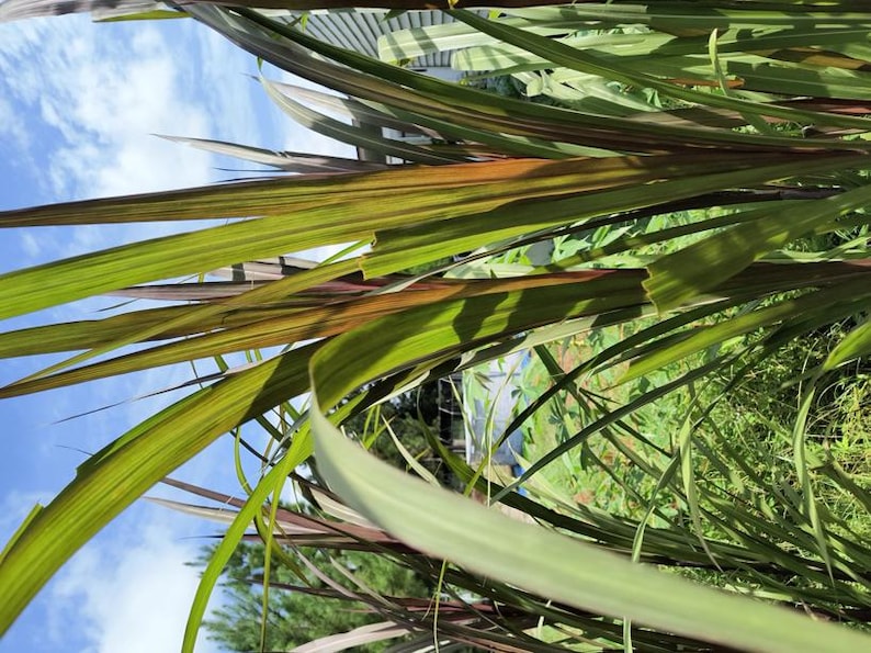 Rare Elephant Purple Grass Live Plant in Half Gallon Pot, Miscanthus sinensis 'Purpurascens' for Privacy & Landscaping
