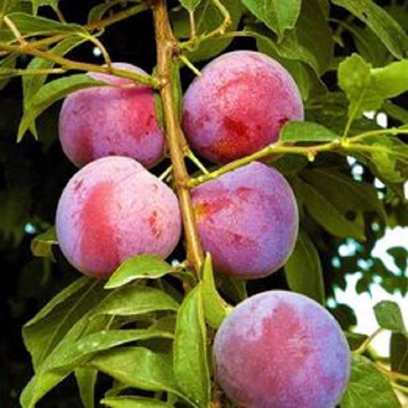 Plum Tree 4 ft Tall - Purple Varietal - Prunus domestica - Ideal for Grafting & Shade