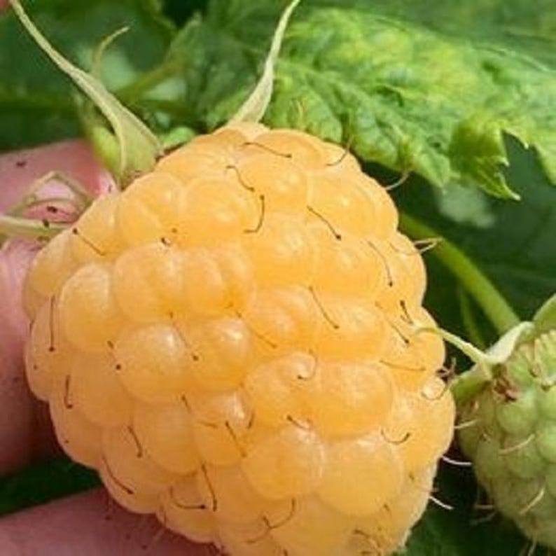 Raspberry Plants - Caroline, Encore, Jewel, Munger, Anne, Fall Gold - 1 ft Tall
