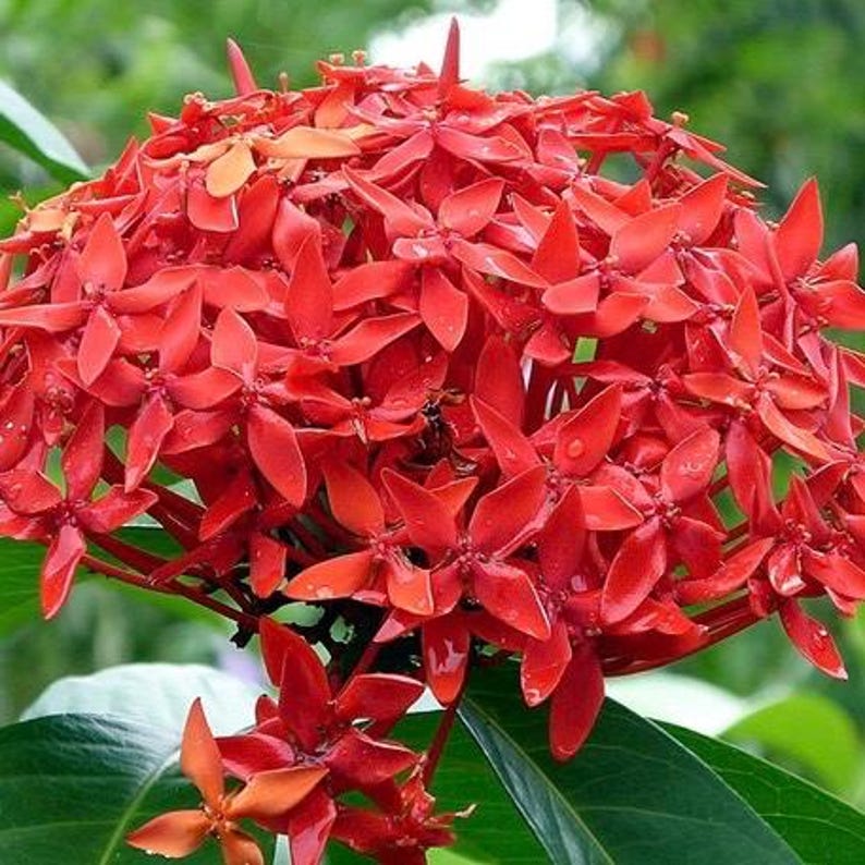 Ixora Taiwanese Red Plant in 6" Pot - Ixora coccinea with Vibrant Year-Round Blooms