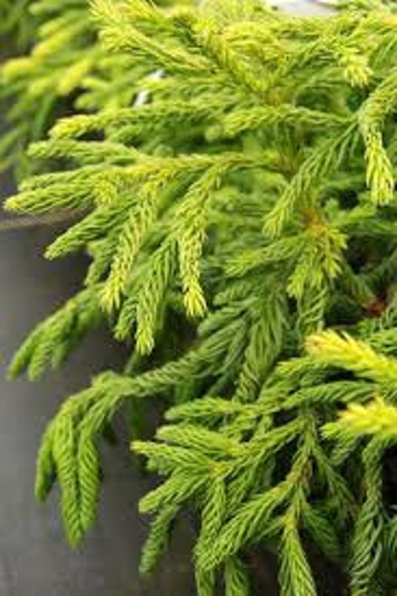 Cryptomeria japonica Plant in Quart Pot | Hardy Conifer for USDA Zones 5-8 | Japanese Sugi Tree for Garden & Landscape
